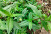 Obati Penyakit Kulit dengan Daun Urang Aring