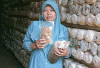 Kisah Inspiratif Ibu Sutarmi:  Petani Jamur Tiram Asal Musi Rawas Berhasil Ubah Limbah Jadi Ladang Cuan