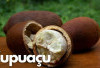 Jaga Kesehatan Kulit, Mata dan Rambut dengan Buah Cupuacu