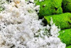 Kelezatan Kue Putu Lumer, Jajanan Tradisional dengan Sensasi Gula Merah Meleleh yang Tak Lekang oleh Waktu
