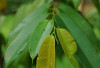 Manfaat Daun Kandis untuk Kesehatan: Herbal Tradisional dengan Segudang Khasiat