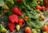 Serunya Petik Buah Sendiri di Wisata Kebun Strawberry Bandung: Liburan Edukatif yang Segar dan Mengasyikkan