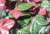 Sirih Merah : Tanaman Herbal Sarat Manfaat untuk Kesehatan