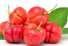 Acerola Cherry: Kecil Buahnya Besar Manfaatnya, Bisa untuk Mengencangkan Kulit