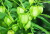 Obati Epilepsi, Gondok dan Vertigo dengan Daun Ciplukan 