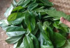 Cegah Osteoporosis dengan Daun Cincau