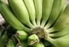 Obati Wasir dan Diare dengan Pisang Batu
