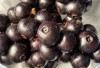 Obati Kudis dan Jerawat dengan Buah Gowok