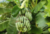 Atasi Wasir, Diare dan Maag dengan Pisang Batu