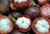 Kulit Tetap Halus dan Elastis dengan Buah Manggis