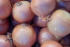 Bawang Bombay, Rempah dengan Bau Menyengat yang Justru Membuat Masakan Jadi Sedap