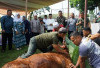 Peduli Masyarakat di Hari Raya Idul Adha 1446 H : Kodim 0402/OKI Sembelih 13 Hewan Kurban