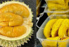 Mengenal Lebih Dekat Jenis-Jenis Durian yang Popular di Dunia