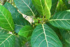 Obati Herpes, Sakit Kepala, dan Rematik dengan Daun Awar-awar