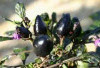 Redakan Nyeri dan Radang dengan Cabe Hitam 
