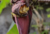 Jantung Pisang: Superfood Tradisional dengan Segudang Manfaat Kesehatan