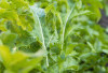Jaga Kesehatan Gigi dan Mata dengan Daun Arugula