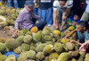 Wisata ke Palembang Diawal 2025 Auto Pesta Buah Durian