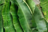 Daun Pisang : Lebih dari Sekadar Pembungkus, Rahasia Cita Rasa Masakan Tradisional Indonesia