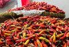 Harga Pangan 15 Agustus 2025: Cabai Rawit Rp46.934, Bawang Merah Rp48.751 per Kilogram !
