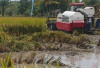 Herman Deru Ingatkan Petani Tak Puas Produksi Padi