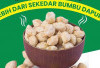Kemiri: Bumbu Dapur Unik yang Kaya Rasa dan Manfaat