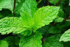 Daun Mint : Pemanis Alami yang Menyegarkan di Berbagai Minuman Café Kekinian