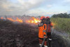 Karhutla Kembali Terjadi di Ogan Ilir, 3,5 Hektare Lahan Terbakar di Sungai Rambutan