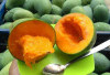 Atasi Diare dan Anemia dengan Biji Mangga