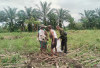 Harga Ubi Kayu Anjlok di Ogan Ilir: Petani Hanya Raup Rp1.500 per Kilogram !