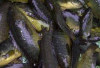 Tingkatkan Kecerdasan Otak dan Hindari Pikun dengan Ikan Betok