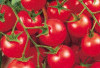 Tomat Cherry : Si Kecil Segar yang Jadi Primadona Gaya Hidup Sehat Modern
