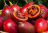 Manfaat Terong Belanda untuk Kesehatan: Buah Kaya Nutrisi yang Mulai Dilirik Masyarakat