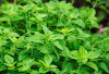 Bersihkan Racun Dalam Hati dengan Daun Oregano