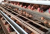 Ide Bisnis Beternak 100 Ekor Ayam Petelur, Simak Modal Awal dan Keuntungannya!