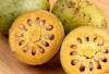 Atasi Gigitan Ular dengan Buah Maja 