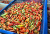 Harga Pangan 3 Agustus 2025: Bawang Merah Rp48.737, Cabai Rawit Rp49.727 per Kilogram ! 