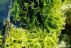 Rumput Laut, Hasil Laut Bernilai Tinggi yang Kaya Nutrisi dan Serbaguna