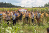Polsek Gelumbang Panen 4 Ton Jagung Pipil