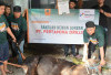 Idul Adha 1446 H, Pertamina Drilling Distribusikan 16 Hewan Kurban