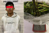 Polisi Gagalkan Peredaran Ganja di Lahat, Polda Sumsel Tegaskan Perang Melawan Narkotika