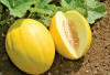 Cegah Impotensi dengan Buah Melon Kuning