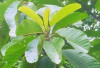 Atasi Kencing Batu dan Kencing Nanah dengan Daun Bengang