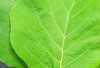 Daun Jati  si Tectona grandis,  Atasi Masalah Kulit dan Bantu Turunkan Berat Badan