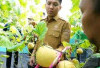 Bupati Ogan Ilir Panca Wijaya Akbar Panen Perdana Melon Varietas Inthanon di Tanjung Seteko