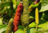 Obati Sakit Gigi dan Atasi Penyakit Beri Beri dengan Cabe Jawa