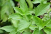 Manfaat Daun Kemangi : Tanaman Herbal Aromatik yang Populer di Asia