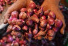 Harga Pangan 14 November 2024 : Harga Bawang Merah Naik, Tercatat Rp37.410 per Kilogram !