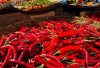 Harga Pangan 12 Oktober 2025 : Cabai Rawit Rp44.652, Bawang Merah Rp38.408 per Kilogram !