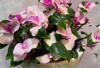 Tradescantia, Tanaman Hias Cantik yang Mudah Tumbuh di Media Air